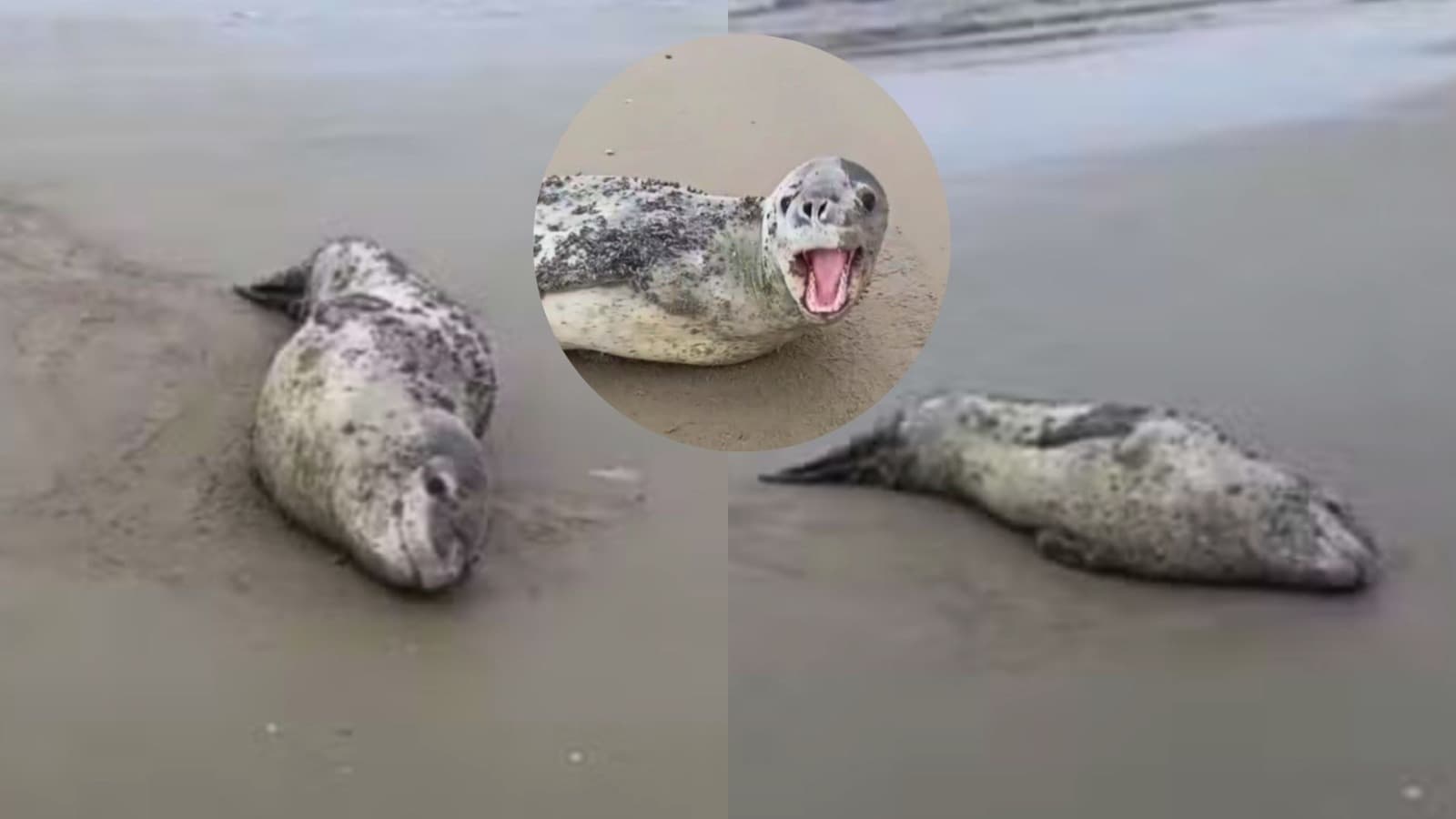 Foca rara da Antártica aparece em praia de SC e some no mar dias depois