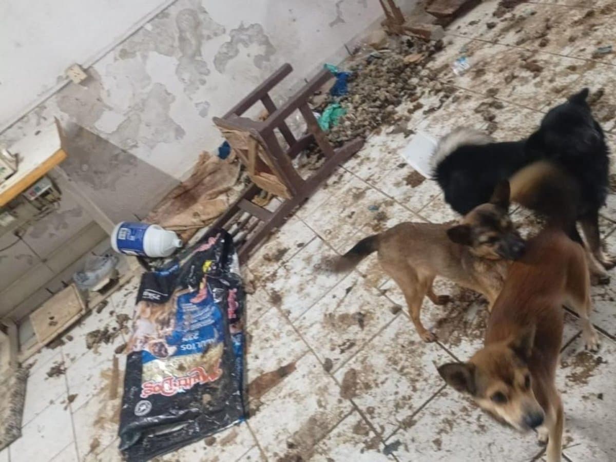 “Cena desumana”: cadeirante e 24 animais seguem na casa onde 8 foram achados mortos em SC