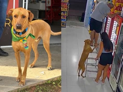 Conheça o Antônio, cão caramelo adotado que virou “funcionário” de mercado em São José e diverte SC com suas travessuras