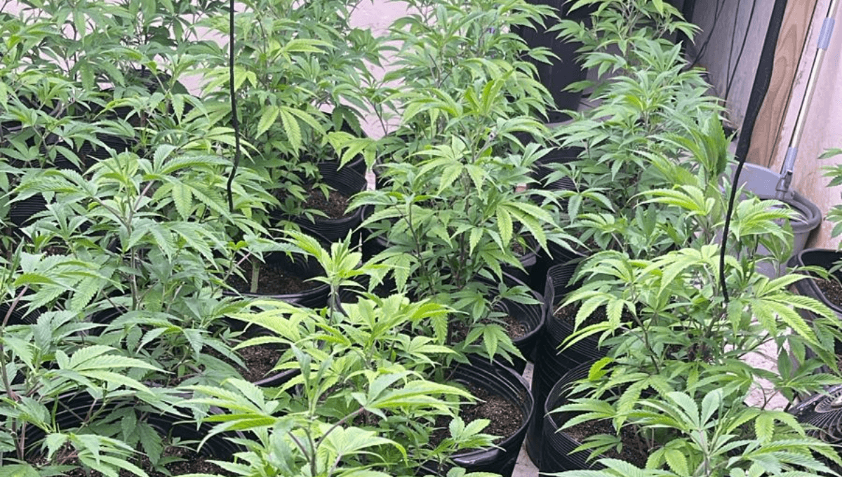 Estufa para produção de maconha é descoberta em Florianópolis