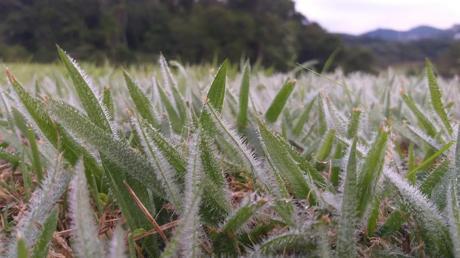 Geada marca primeira onda de frio intenso no Vale do Itajaí