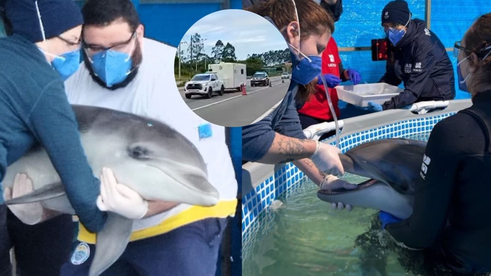 Golfinho resgatado em praia de Laguna ganha escolta da PRF até centro de reabilitação em Florianópolis