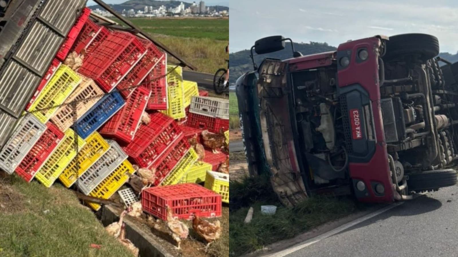 Frango pra todo lado: caminhão sai da pista, tomba e espalha carga viva em SC