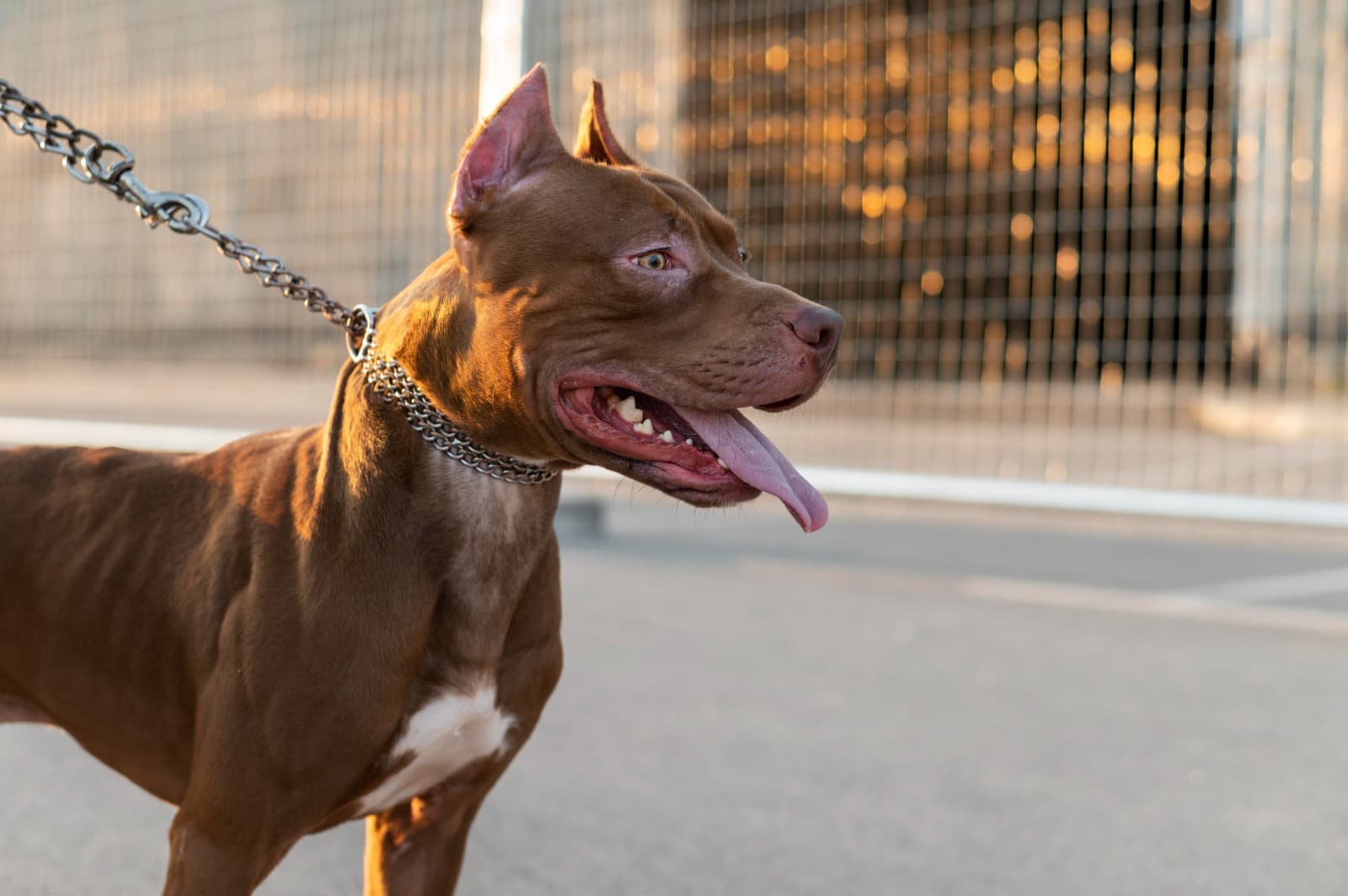 Sem focinheira, pitbull ataca yorkshire em restaurante e Justiça manda tutor pagar R$ 5 mil em Blumenau