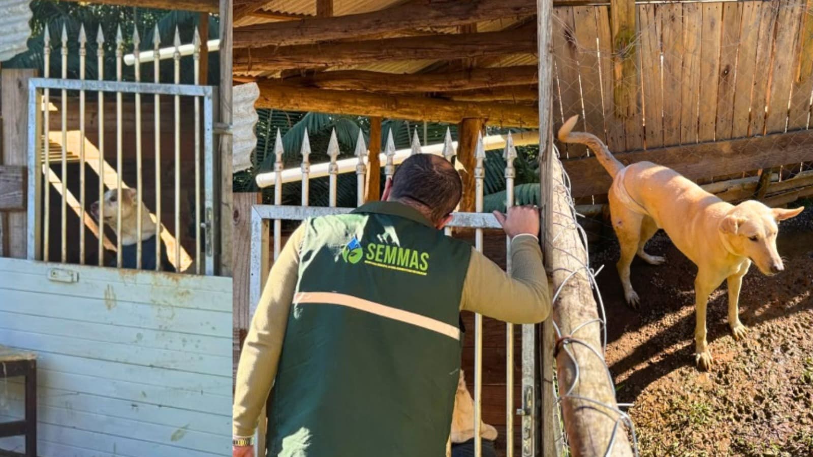 Casal que se dizia “protetor” é preso após 33 animais viverem entre fezes e urina em Blumenau