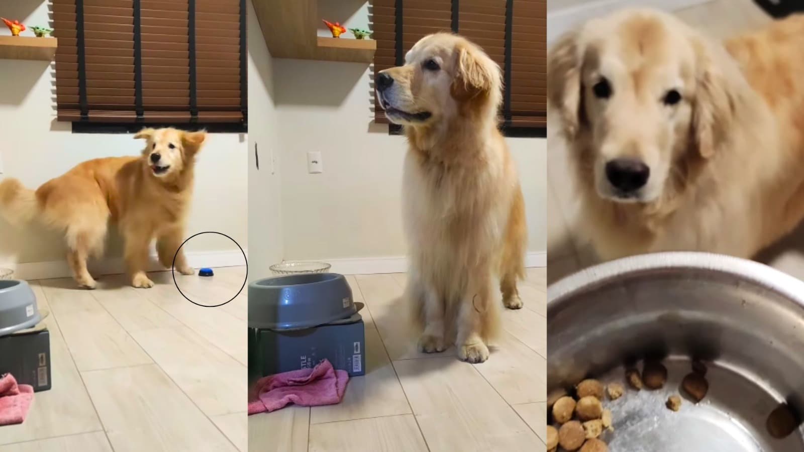 Golden retriever aprende a apertar botão que fala “comida” e cobra a ração dos tutores em Blumenau