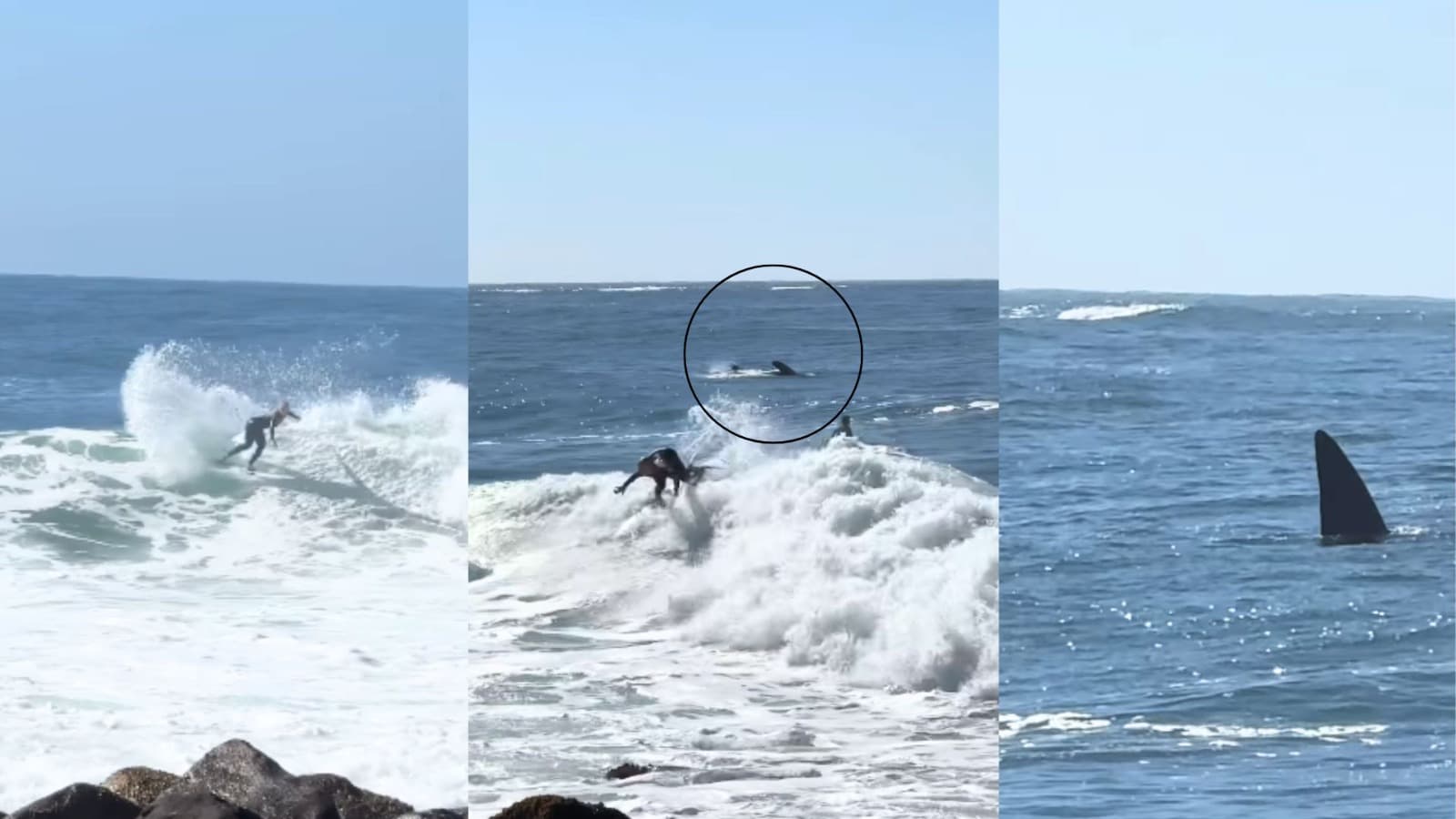 “Pude dividir umas ondas”: surfista registra encontro emocionante com baleia-franca em SC