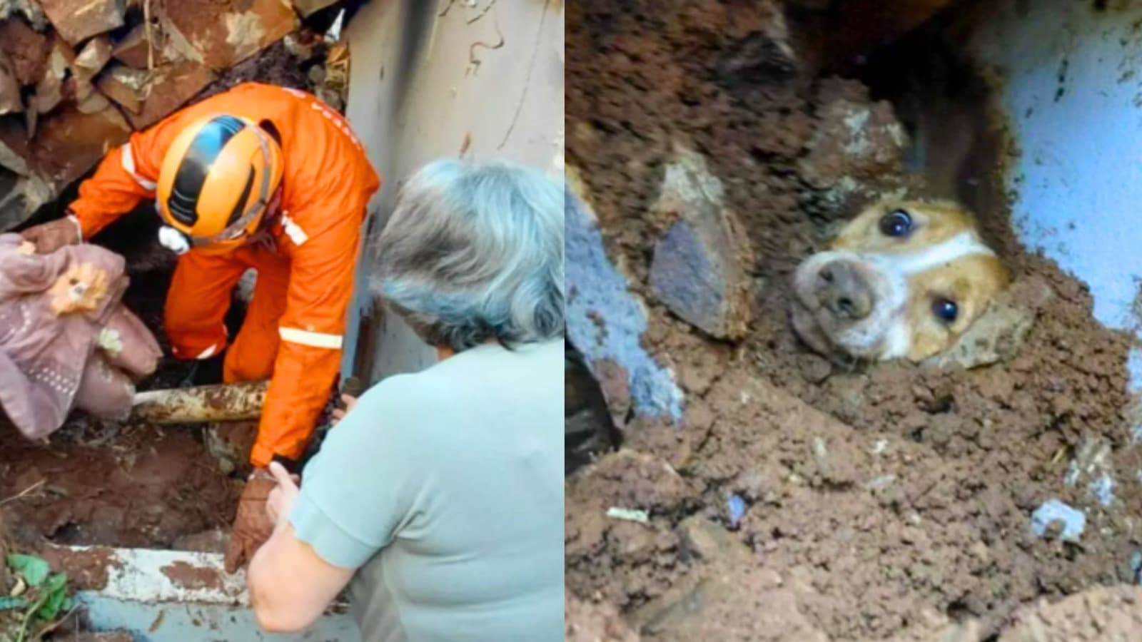 Após 20h sob escombros de muro, cão é salvo graças a latidos e volta aos braços da tutora em Concórdia