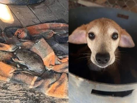 Protetora denuncia abrigo com ratos, fezes e mais de 100 animais em situação crítica em Canelinha