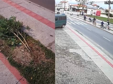 Câmeras flagram jovens arrancando árvores da Avenida Hercílio Luz, em Tijucas