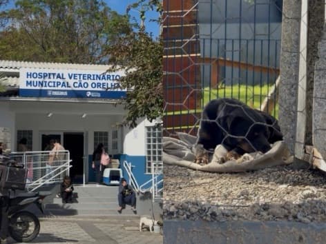 “Mais de 40 mil procedimentos”: o hospital veterinário público que Florianópolis inaugurou há três meses
