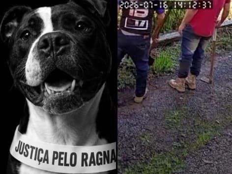 Casa é invadida, cão é morto a pauladas e advogado alega “acidente” em Blumenau