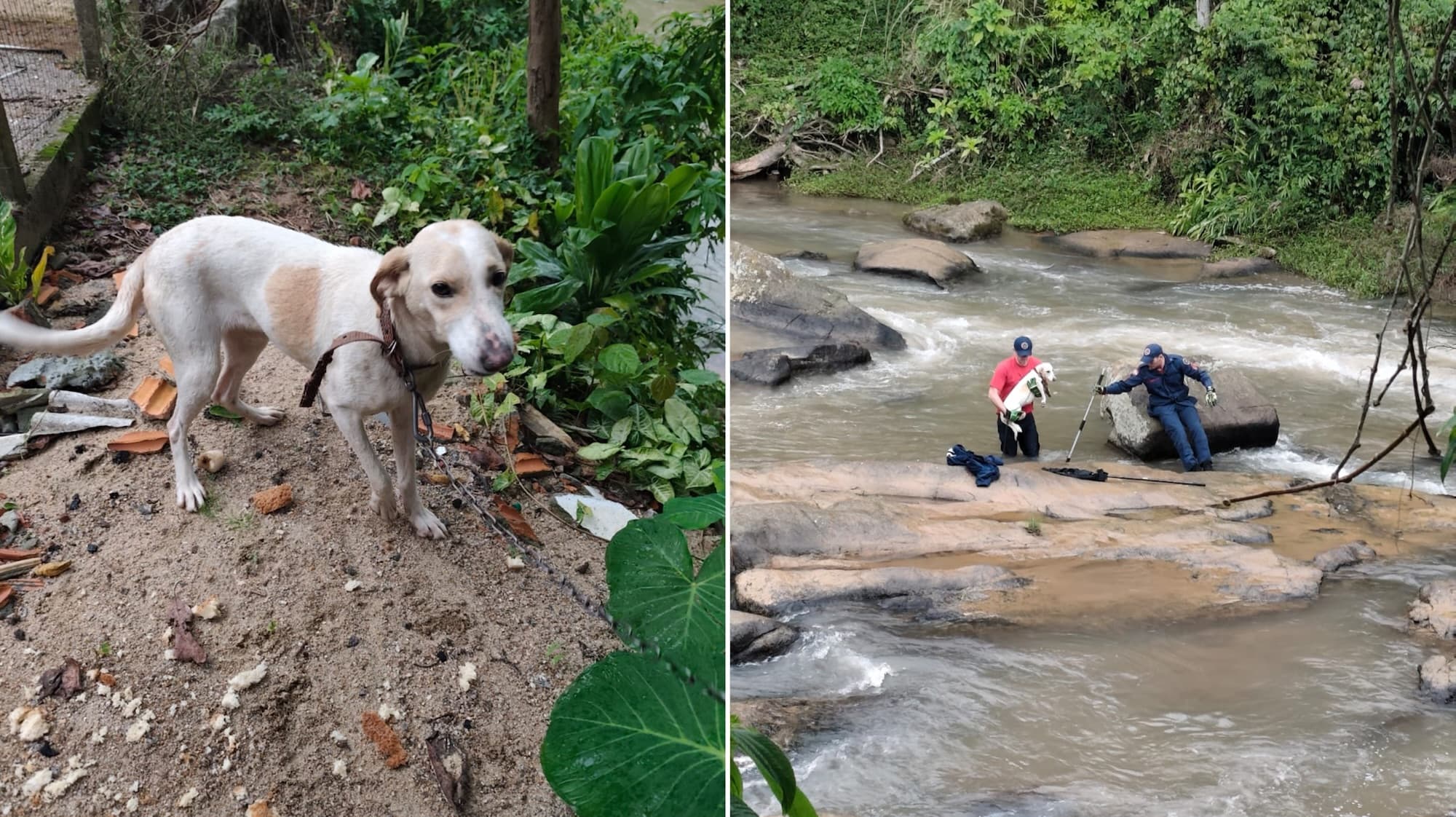 Bombeiros resgatam cão ilhado em rio de São José