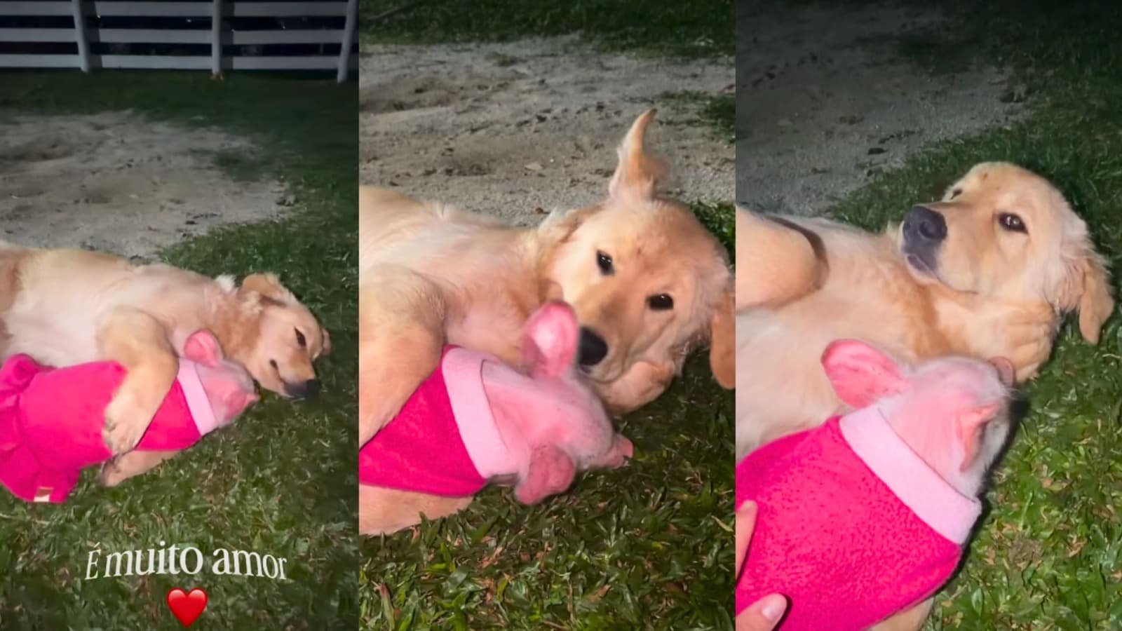 De chiqueiro a “urso de pelúcia”: porquinha com roupinha rosa e Golden Retriever encantam com abraço fofo em SC