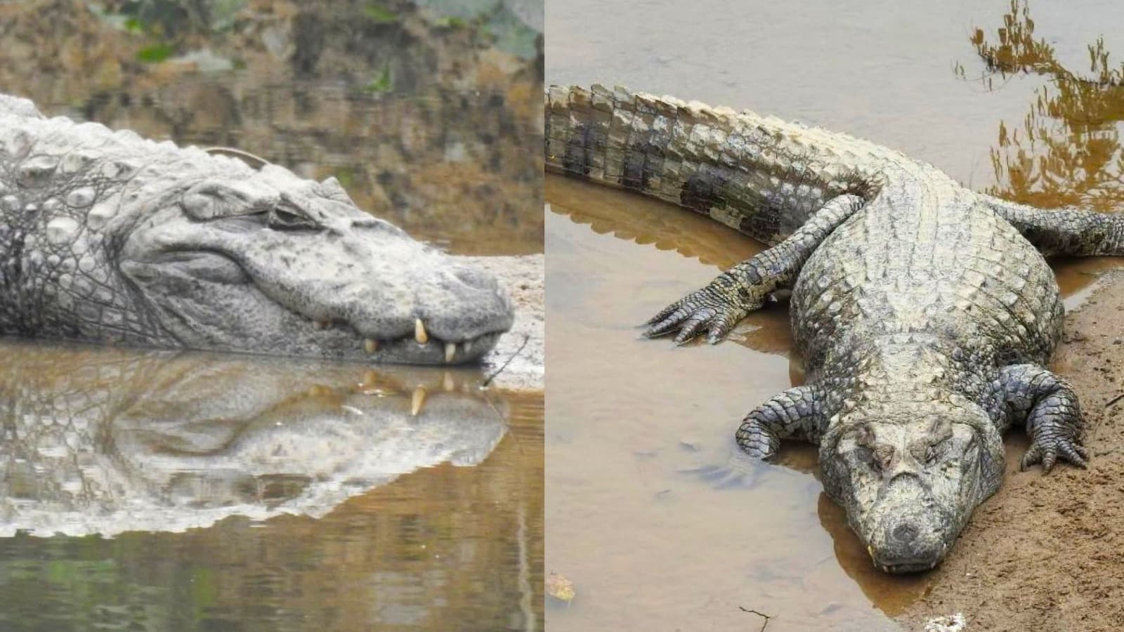 “Tá bem gordinho!”: reaparição do jacaré Fritz diverte moradores de Joinville