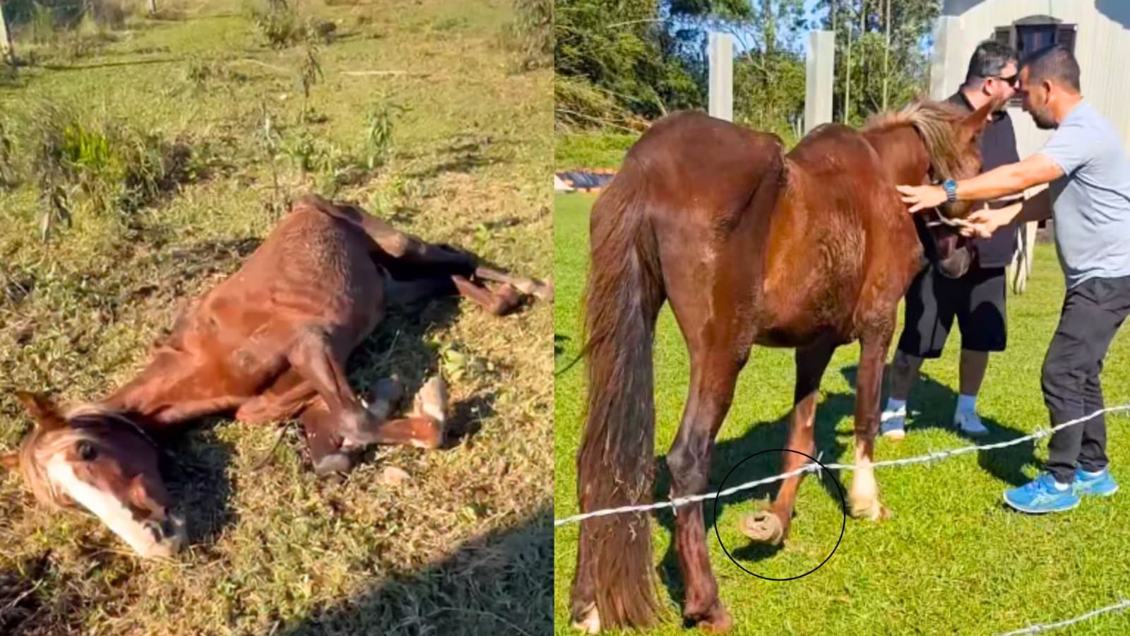 “Ele pisa como se fosse no pulso”: o drama do cavalo resgatado “pele e osso” com fratura grave no Sul de SC