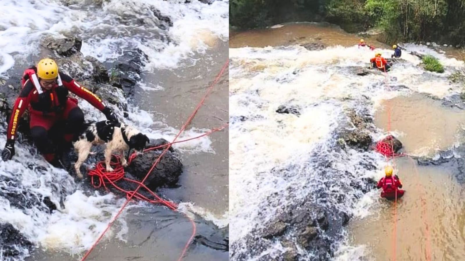 Operação arriscada de bombeiros salva cão preso em pedra no meio de cachoeira no Meio-Oeste catarinense