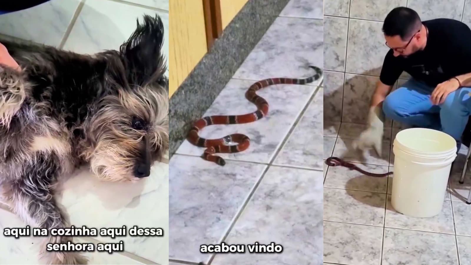 O latido que evitou uma tragédia: cachorra percebe “visita fatal” na cozinha e alerta moradores em SC 