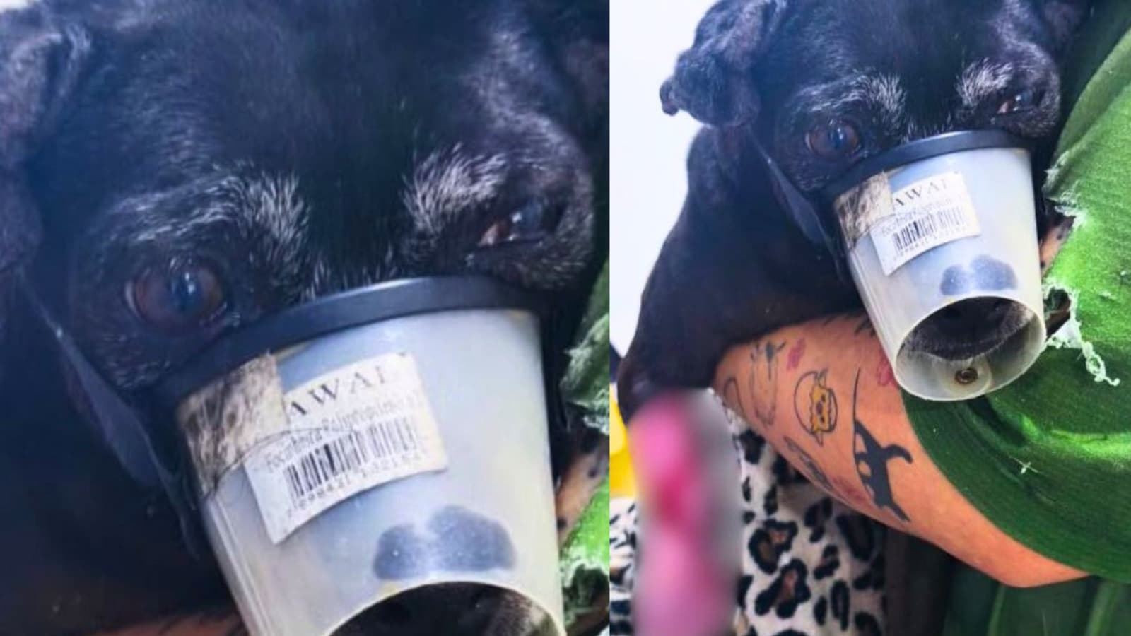 Cachorro é resgatado com ferida exposta na pata e “tutor” desaparece durante resgate em Balneário Camboriú