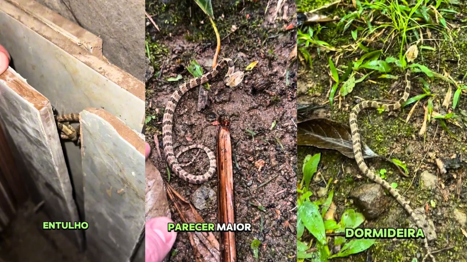 “Falsa jararaca” é encontrada escondida atrás de pisos no Norte de Santa Catarina