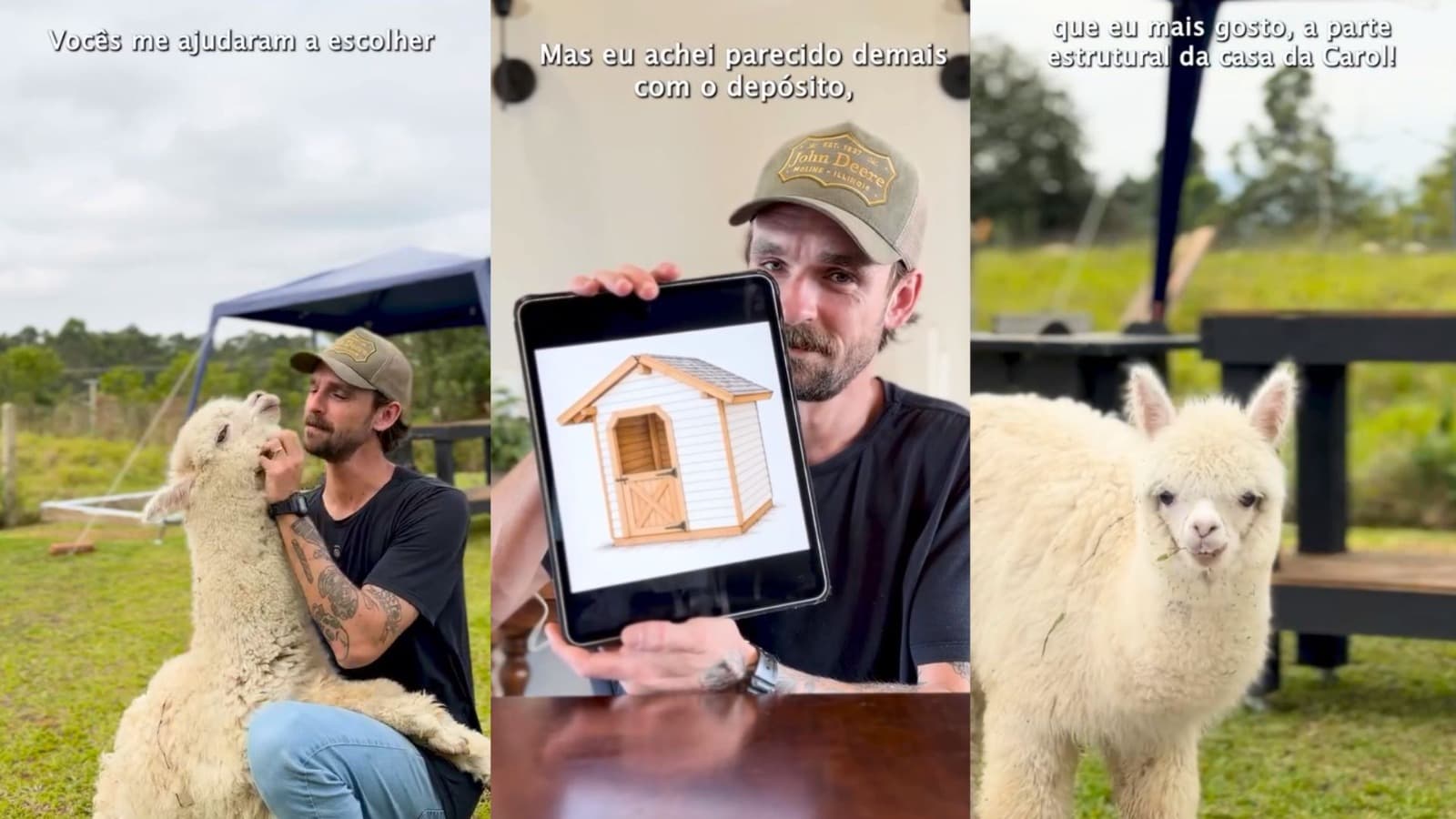 “Meio antipática, mas merece”: alpaca ganha celeiro holandês após “dominar” sala de estar em sítio em Itajaí