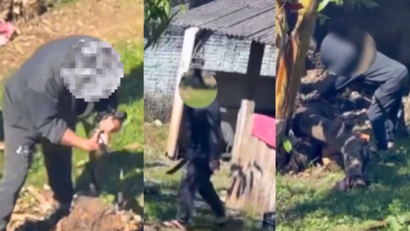 Homem mata filhotes a facão e tenta jogar no vaso sanitário; impunidade em flagrante gera revolta em Joinville