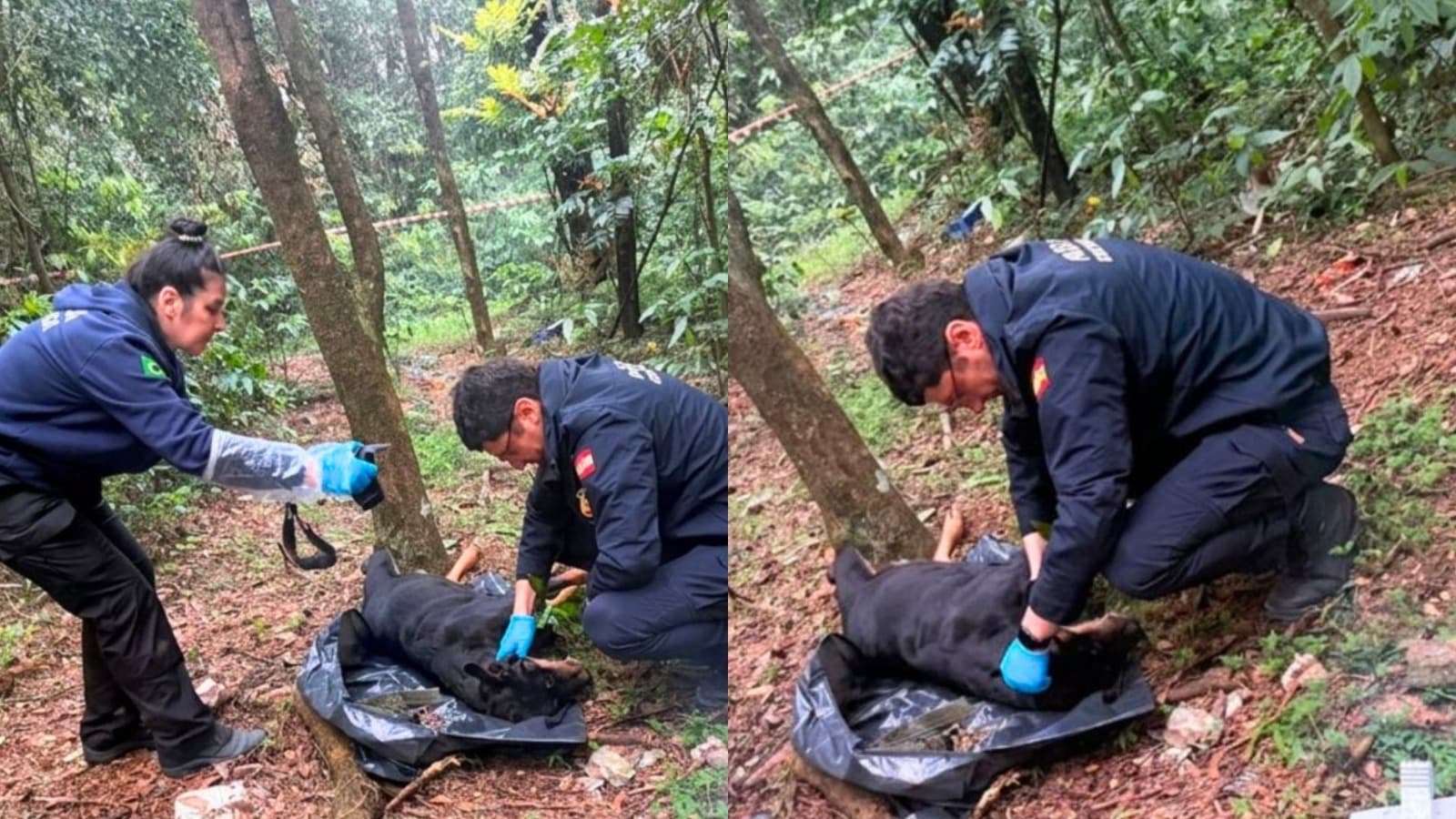 Quem fez isso? Câmeras de segurança podem revelar responsável por enforcar Rottweiler em Chapecó