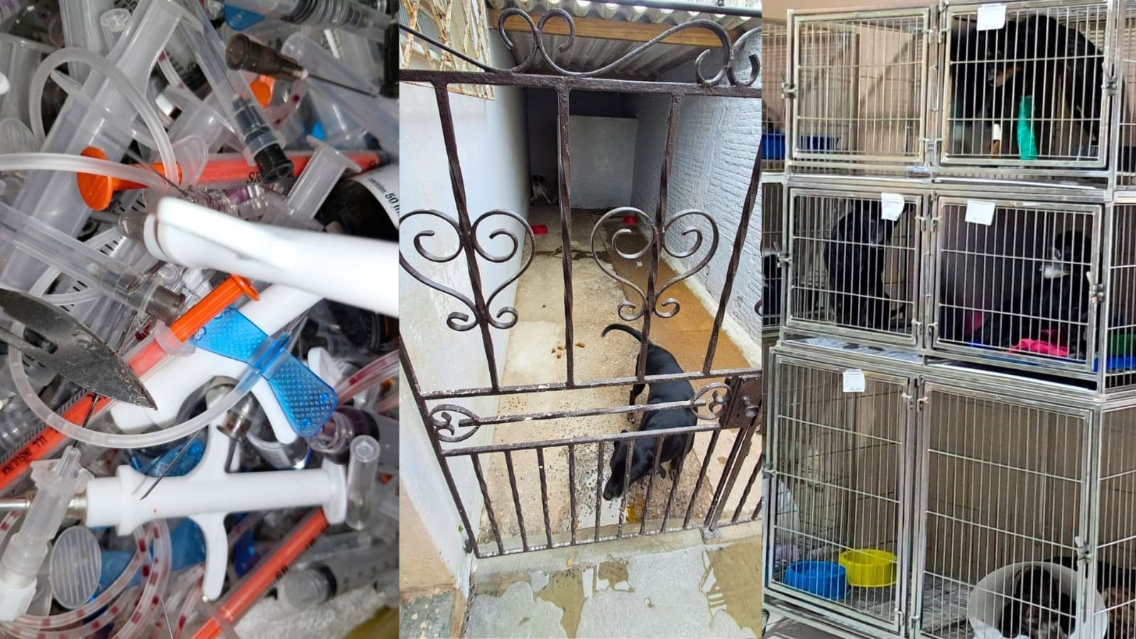 Vistoria flagra canil improvisado, estrutura sucateada e animais doentes em serviço contratado em Joinville