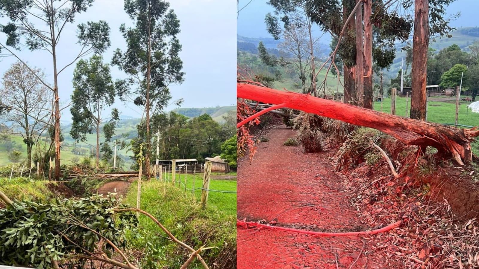 Animais mortos eletrocutados e árvores derrubadas: temporal assusta pequena cidade de SC