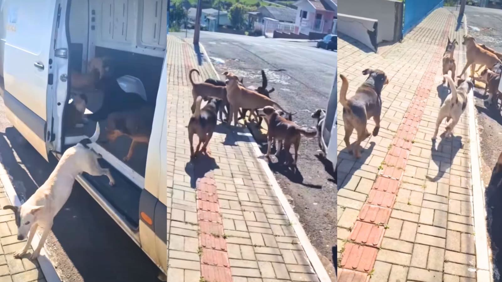 O que é isso, piazada? Van aberta para “pegar sol” vira ponto de encontro do bonde do caramelo, em SC