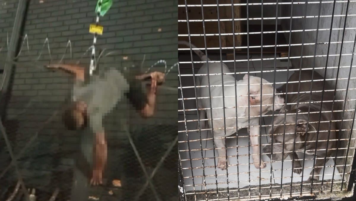VÍDEOS – Ladrão é surpreendido por American Bully ao pular muro de oficina em Camboriú: “deu ruim”