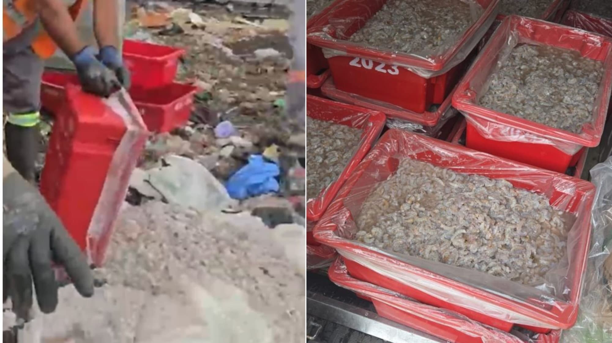 Produto usado para mascarar qualidade de camarão leva ao descarte de 4,5 toneladas em Itajaí