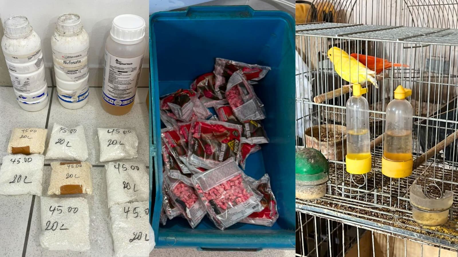 Operação em Blumenau prende 10 por venda ilegal de agrotóxicos e crueldade animal; aves são encontradas mortas