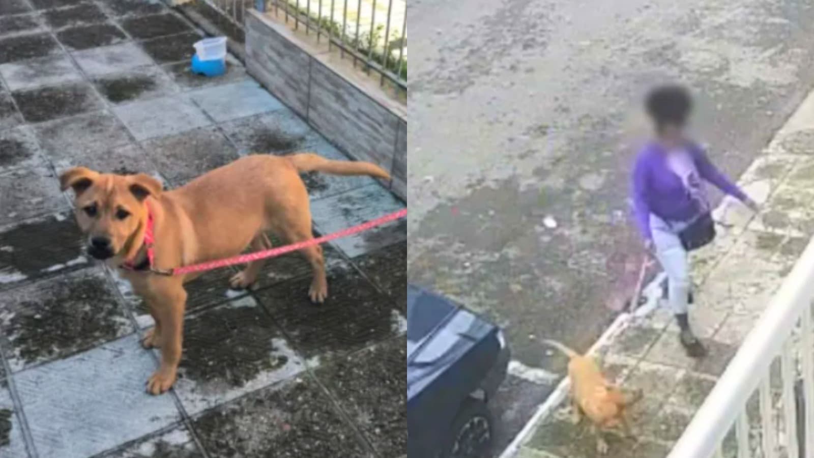 Flagrada por câmeras: mulher que abandonou cão em grade de casa em BC pode pegar até 5 anos de cadeia