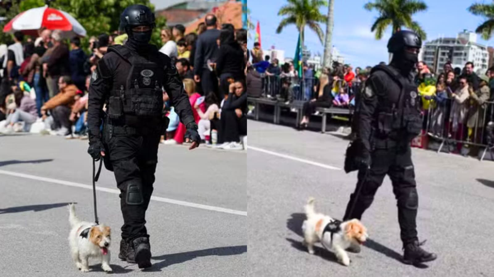 “Fiapo de manga” da Polícia Penal rouba a cena no desfile de 7 de Setembro em Florianópolis