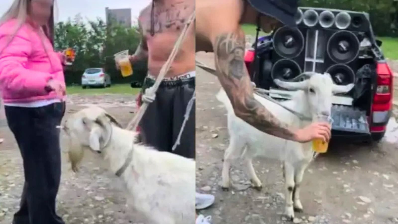 Amarrado em corda e sob gargalhadas, bode é forçado a beber cerveja e mastigar cigarro em Joinville