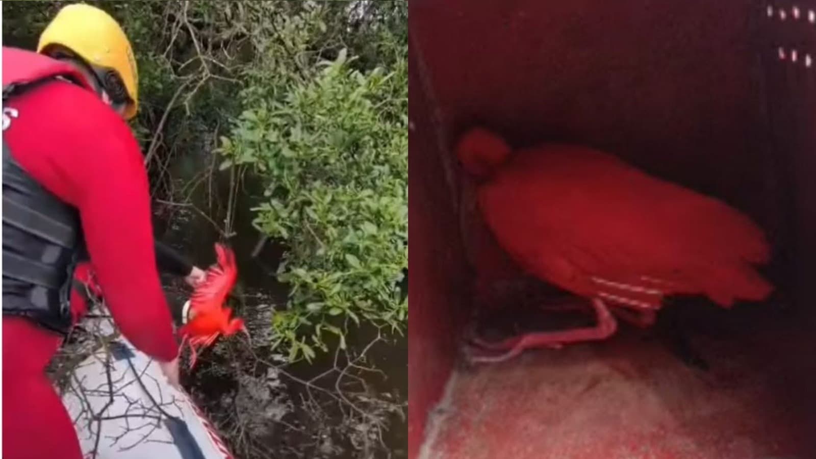 “Ser suas mãos aqui na terra”: bombeiros resgatam guará-vermelho preso em linha de pesca em SC