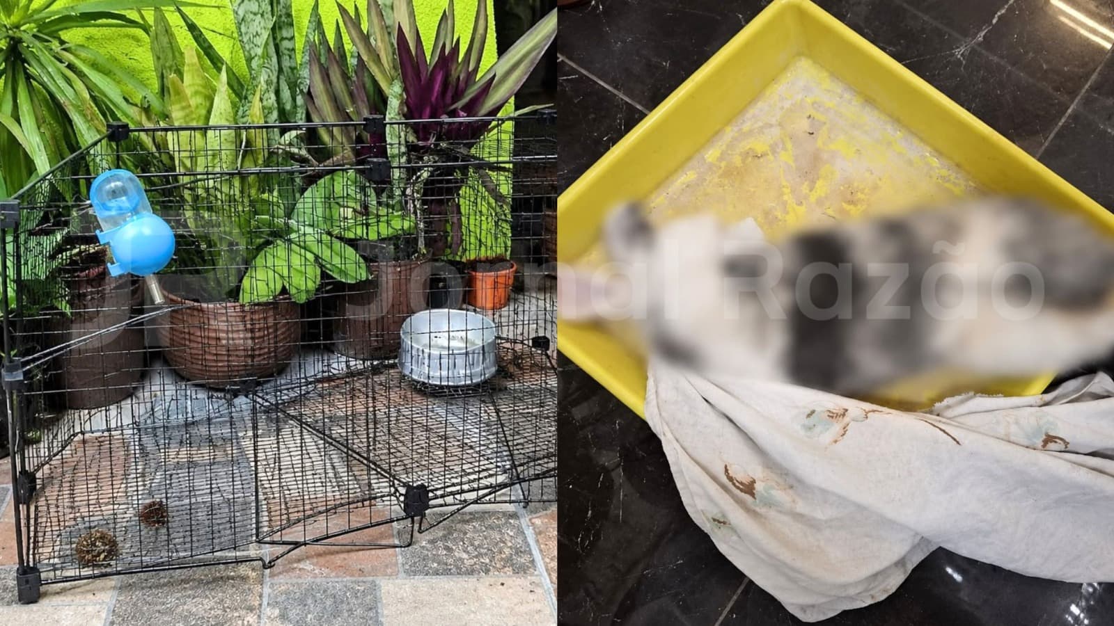 Pedreiro avisa que vai invadir casa ao ouvir “não” de cliente e deixa cena de partir o coração em Florianópolis
