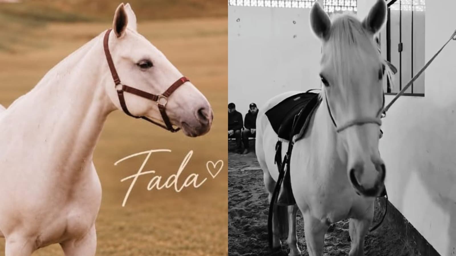 “Deixou marcas no coração”: Cavalaria e APAE de Lages se despedem da égua Fada após 20 anos de dedicação