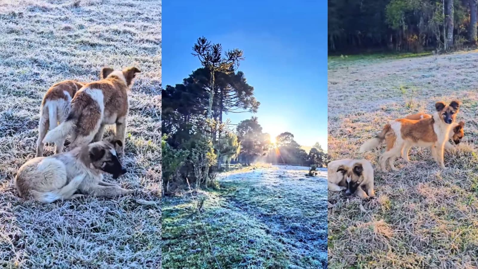 Nem o frio de quase -2ºC espantou Geadinha, Floquinho e Bola de Neve de “fazerem a festa” na Serra catarinense
