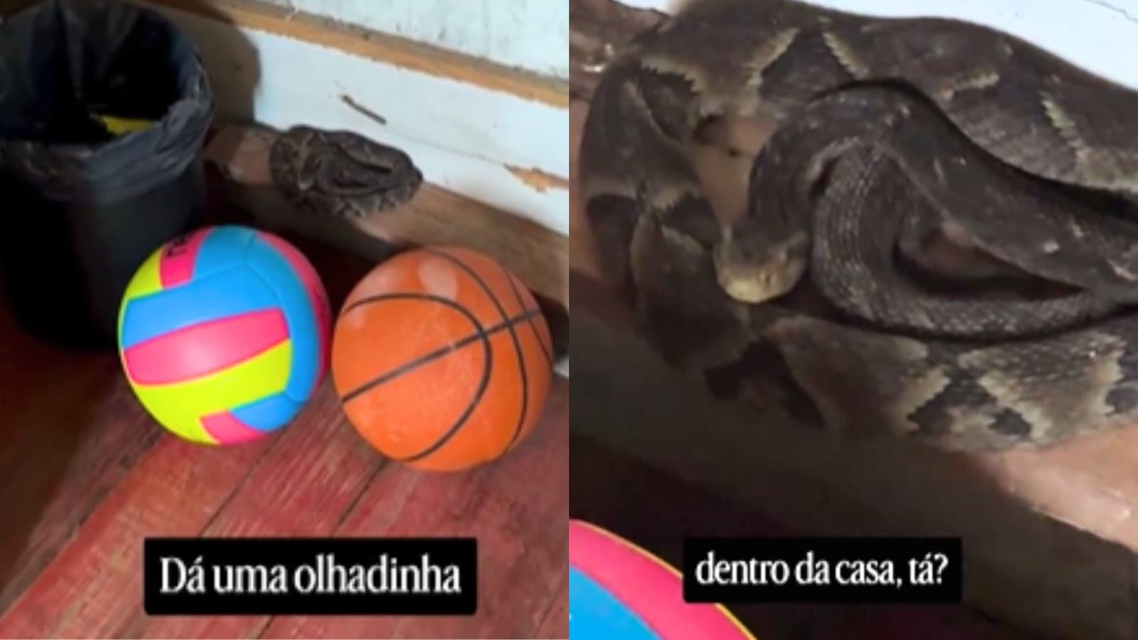 “Por pouco uma criança não tomou uma picada”: jararaca é resgatada dentro de cozinha em Jaraguá do Sul