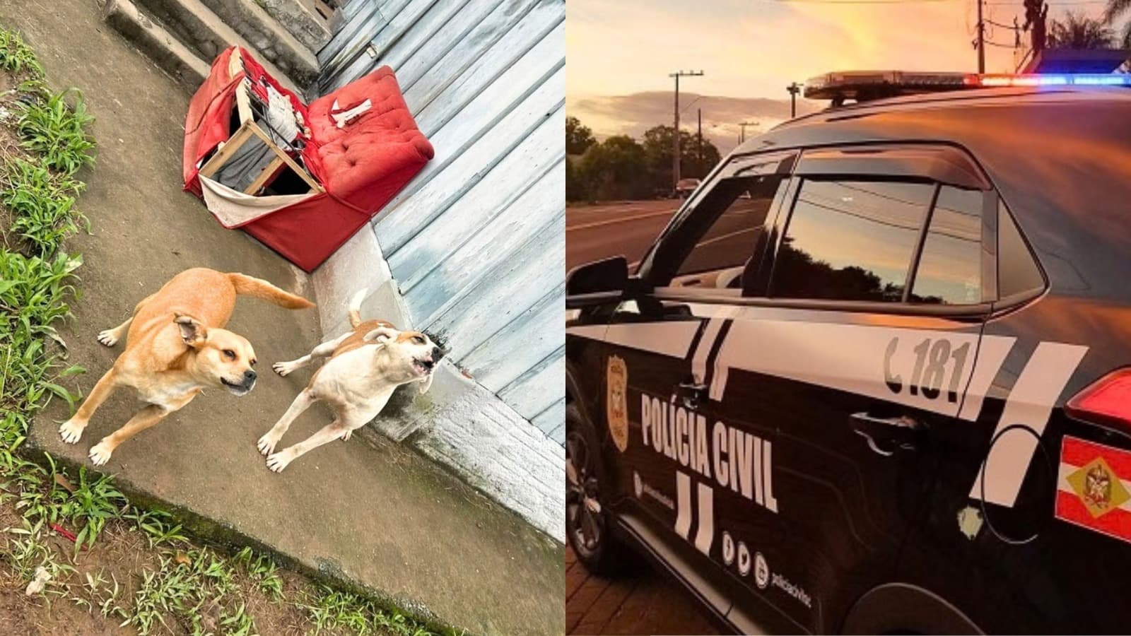 Sem água e comida, cães sobreviviam graças à bondade dos vizinhos até “tutora” ser presa em Blumenau