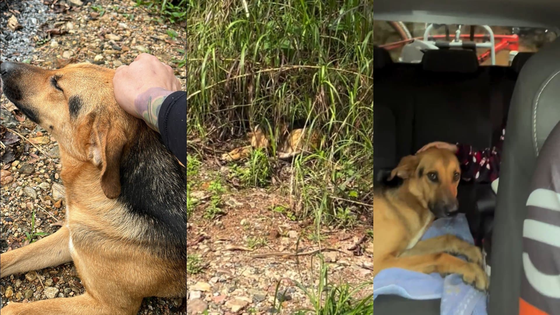 “Fui escolhido”: ciclista encontra cachorrinha abandonada em estrada deserta de SC e fica encantado