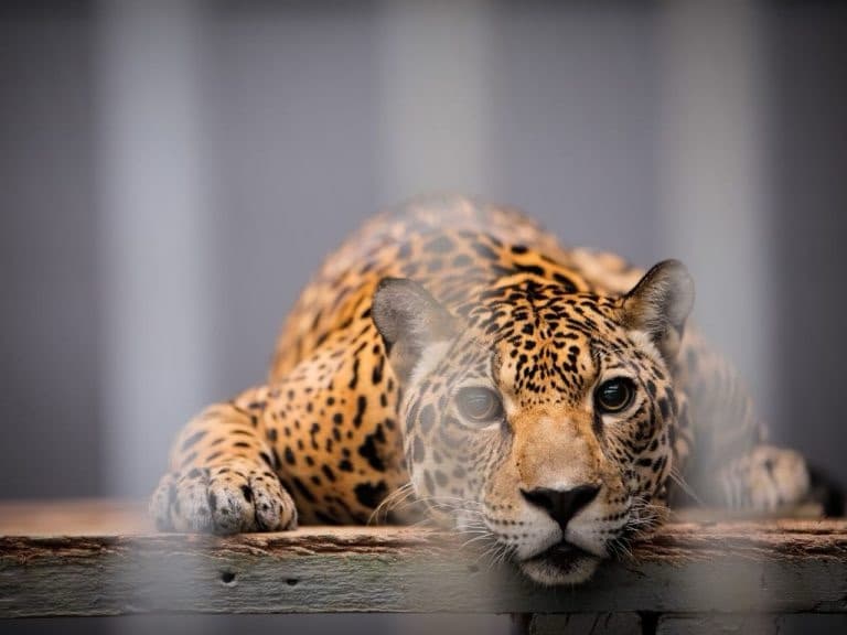 Zoológicos e aquários podem ser proibidos no Brasil