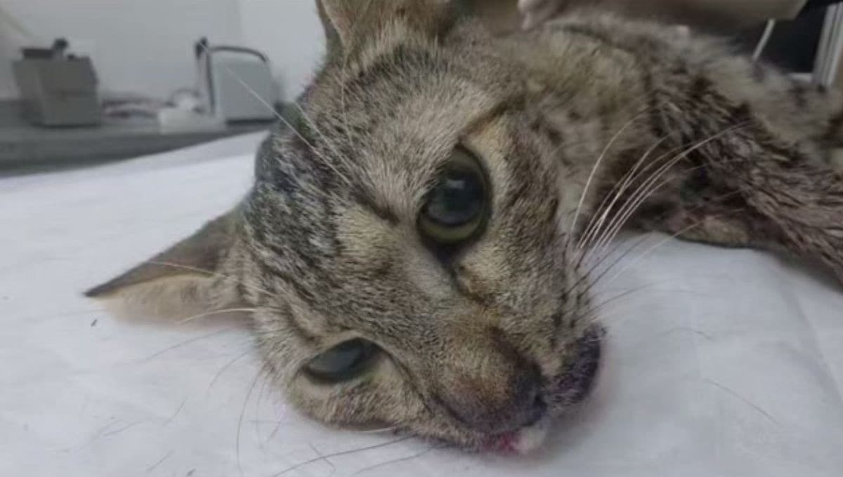 ￼Gata é socorrida com mandíbula fraturada e suspeita de disparo em Itapema