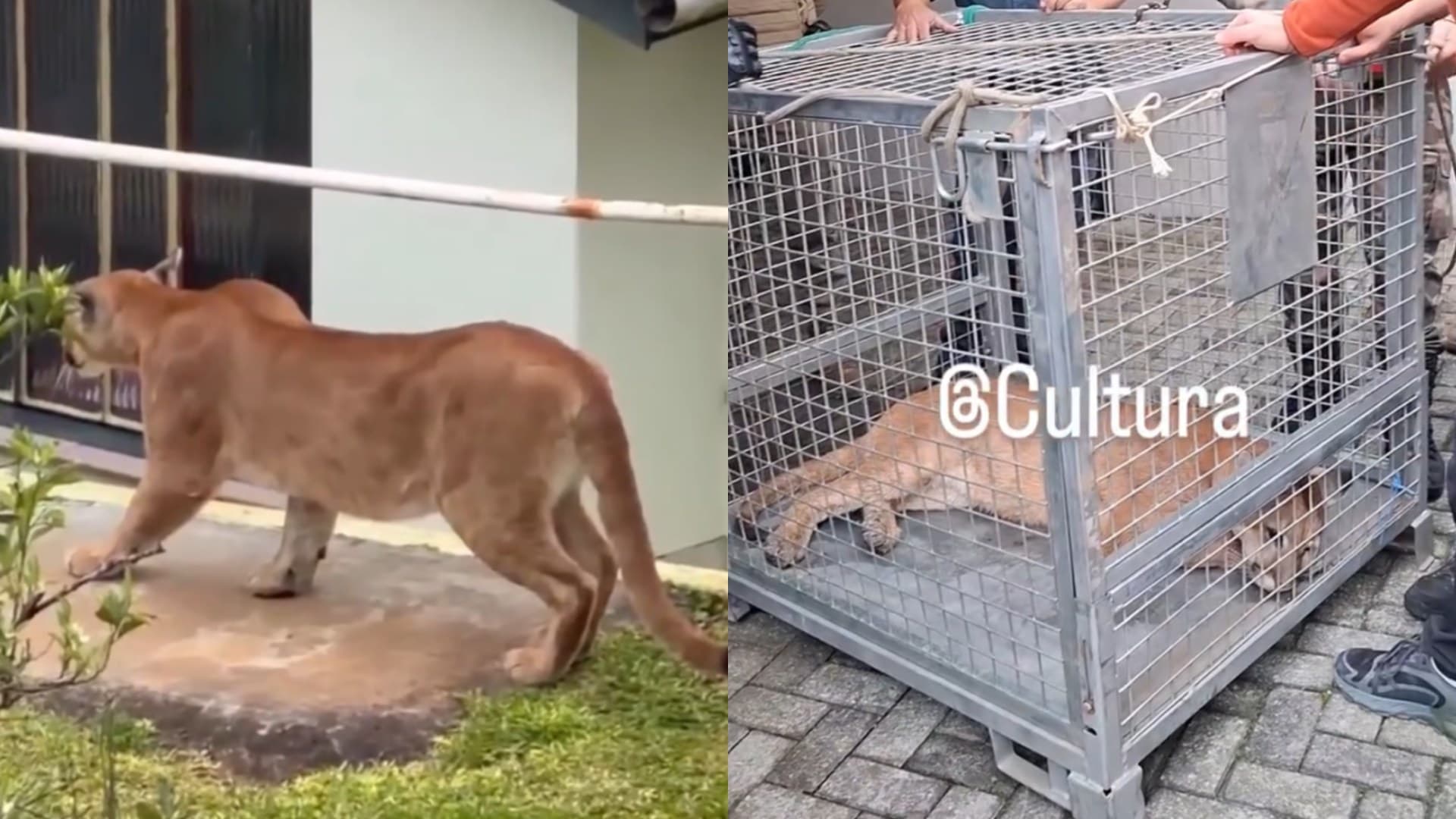 Após causar “tensão” no centro de cidade catarinense, onça-parda é resgatada em operação de 10h