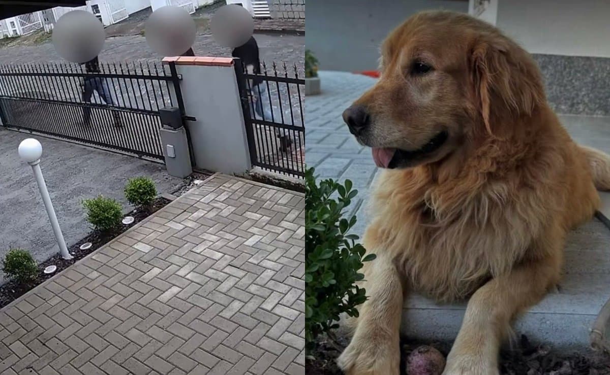 “Levaram o Godofredo pra pessoa que quase matou ele”, diz protetora de cão devolvido à tutora em SC