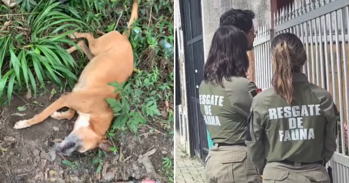 Cachorro é encontrado vivo em sacola descartada em terreno; homem é preso em Itapema