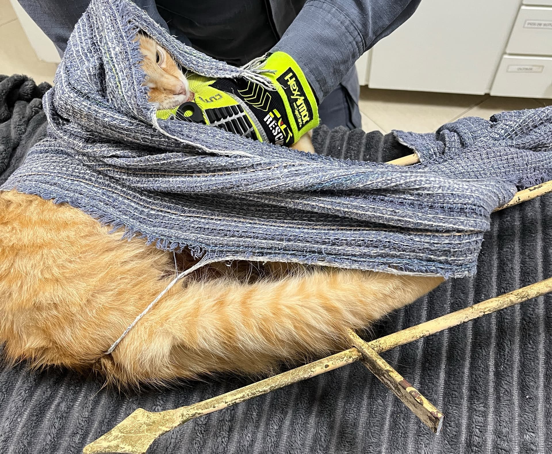 Bombeiros resgatam gato preso a duas barras de ferro em Santa Catarina