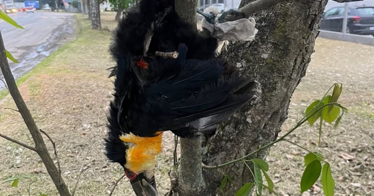 Tucano é encontrado morto e amarrado pelas patas a árvore em Brusque